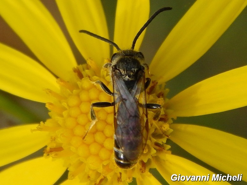 Halictus sp., maschio  (Apidae Halictinae)